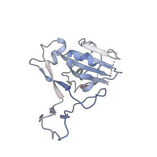 14666_7zdq_B_v1-2
Cryo-EM structure of Human ACE2 bound to a high-affinity SARS CoV-2 mutant
