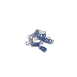 11202_6zgd_E_v1-1
GLIC pentameric ligand-gated ion channel, pH 7