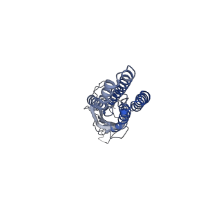 11208_6zgj_E_v1-1
GLIC pentameric ligand-gated ion channel, pH 5