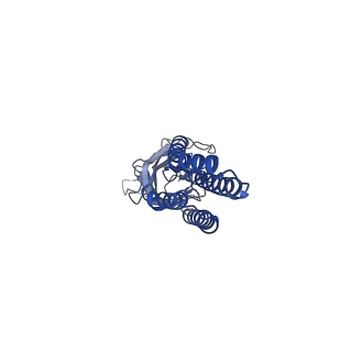 11209_6zgk_D_v1-1
GLIC pentameric ligand-gated ion channel, pH 3
