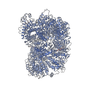11216_6zh8_A_v1-2
Cryo-EM structure of DNA-PKcs:DNA