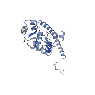 11232_6zj3_LW_v1-2
Cryo-EM structure of the highly atypical cytoplasmic ribosome of Euglena gracilis
