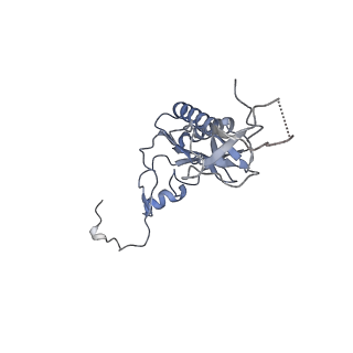 11232_6zj3_Lc_v1-2
Cryo-EM structure of the highly atypical cytoplasmic ribosome of Euglena gracilis