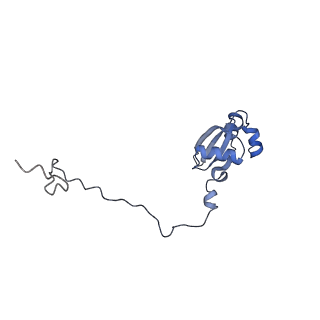 11232_6zj3_Lk_v1-2
Cryo-EM structure of the highly atypical cytoplasmic ribosome of Euglena gracilis