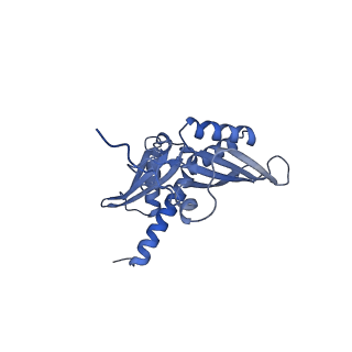11232_6zj3_SC_v1-2
Cryo-EM structure of the highly atypical cytoplasmic ribosome of Euglena gracilis