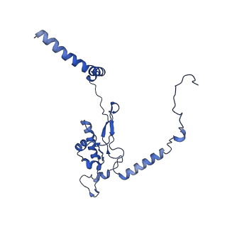 14751_7zjw_LO_v1-0
Rabbit 80S ribosome as it decodes the Sec-UGA codon