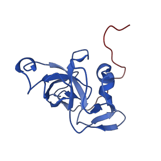 14751_7zjw_LY_v1-0
Rabbit 80S ribosome as it decodes the Sec-UGA codon