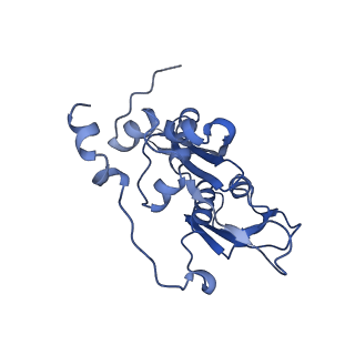14751_7zjw_SN_v1-0
Rabbit 80S ribosome as it decodes the Sec-UGA codon
