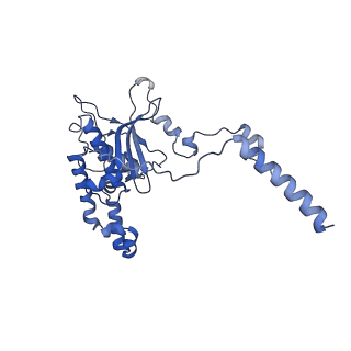 14752_7zjx_LG_v1-0
Rabbit 80S ribosome programmed with SECIS and SBP2