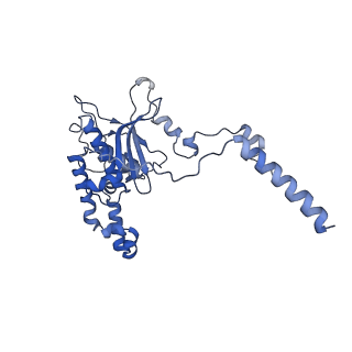 14752_7zjx_LG_v2-0
Rabbit 80S ribosome programmed with SECIS and SBP2