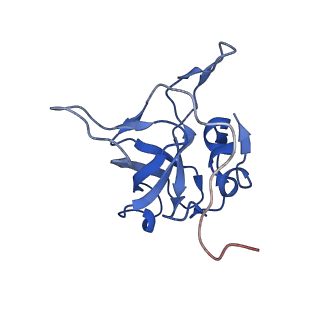 14752_7zjx_LY_v1-0
Rabbit 80S ribosome programmed with SECIS and SBP2