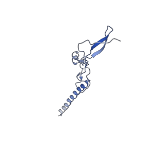 14752_7zjx_Lj_v1-0
Rabbit 80S ribosome programmed with SECIS and SBP2