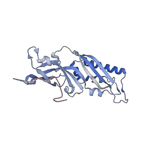 14752_7zjx_SM_v1-0
Rabbit 80S ribosome programmed with SECIS and SBP2