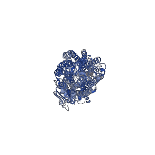 14756_7zk6_A_v1-0
ABCB1 L335C mutant (mABCB1) in the outward facing state bound to 2 molecules of AAC