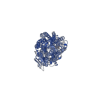 14756_7zk6_A_v1-1
ABCB1 L335C mutant (mABCB1) in the outward facing state bound to 2 molecules of AAC