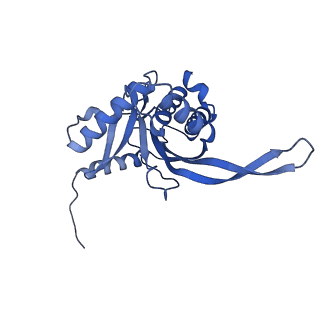 11268_6zlm_C_v1-2
Dihydrolipoyllysine-residue acetyltransferase component of fungal pyruvate dehydrogenase complex with protein X bound