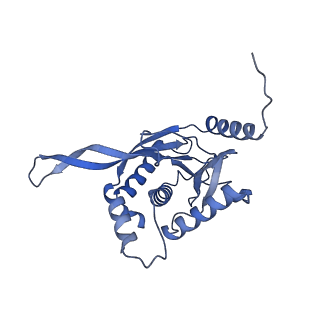 11268_6zlm_J_v1-2
Dihydrolipoyllysine-residue acetyltransferase component of fungal pyruvate dehydrogenase complex with protein X bound