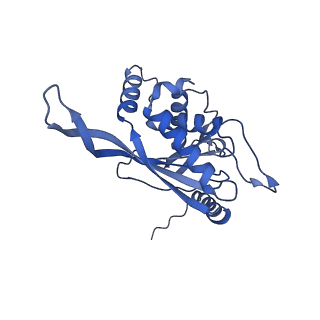 11268_6zlm_NA_v1-2
Dihydrolipoyllysine-residue acetyltransferase component of fungal pyruvate dehydrogenase complex with protein X bound