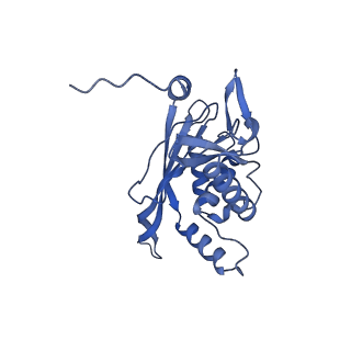 11268_6zlm_PB_v1-2
Dihydrolipoyllysine-residue acetyltransferase component of fungal pyruvate dehydrogenase complex with protein X bound