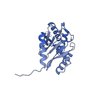 11268_6zlm_TA_v1-2
Dihydrolipoyllysine-residue acetyltransferase component of fungal pyruvate dehydrogenase complex with protein X bound