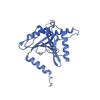 11268_6zlm_UA_v1-2
Dihydrolipoyllysine-residue acetyltransferase component of fungal pyruvate dehydrogenase complex with protein X bound
