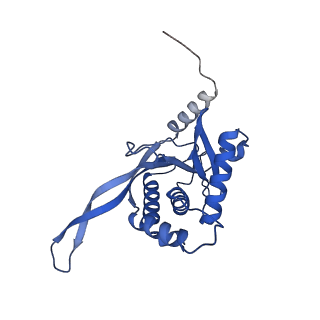 11270_6zlo_AB_v1-2
E2 core of the fungal Pyruvate dehydrogenase complex with asymmetric interior PX30 component