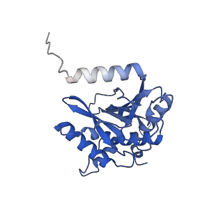 11270_6zlo_A_v1-2
E2 core of the fungal Pyruvate dehydrogenase complex with asymmetric interior PX30 component