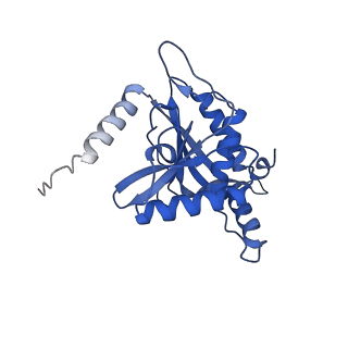 11270_6zlo_B_v1-2
E2 core of the fungal Pyruvate dehydrogenase complex with asymmetric interior PX30 component