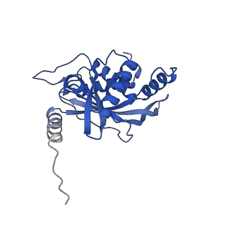 11270_6zlo_C_v1-2
E2 core of the fungal Pyruvate dehydrogenase complex with asymmetric interior PX30 component