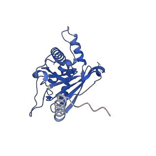 11270_6zlo_D_v1-2
E2 core of the fungal Pyruvate dehydrogenase complex with asymmetric interior PX30 component