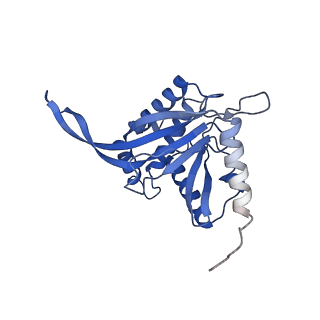 11270_6zlo_EB_v1-2
E2 core of the fungal Pyruvate dehydrogenase complex with asymmetric interior PX30 component