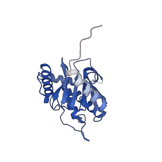 11270_6zlo_E_v1-2
E2 core of the fungal Pyruvate dehydrogenase complex with asymmetric interior PX30 component