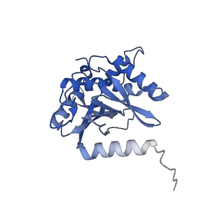 11270_6zlo_F_v1-2
E2 core of the fungal Pyruvate dehydrogenase complex with asymmetric interior PX30 component