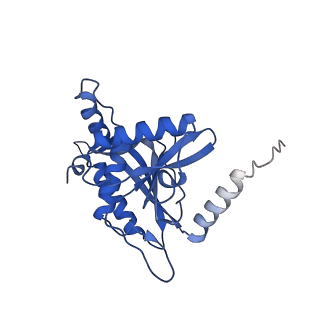 11270_6zlo_G_v1-2
E2 core of the fungal Pyruvate dehydrogenase complex with asymmetric interior PX30 component