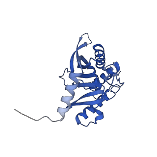 11270_6zlo_HA_v1-2
E2 core of the fungal Pyruvate dehydrogenase complex with asymmetric interior PX30 component