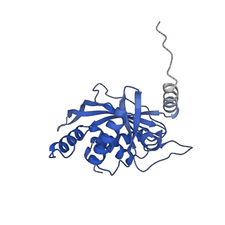11270_6zlo_H_v1-2
E2 core of the fungal Pyruvate dehydrogenase complex with asymmetric interior PX30 component