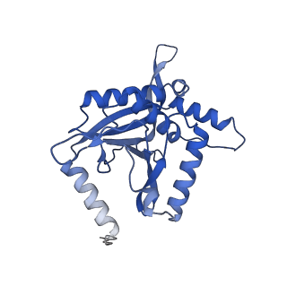 11270_6zlo_IA_v1-2
E2 core of the fungal Pyruvate dehydrogenase complex with asymmetric interior PX30 component