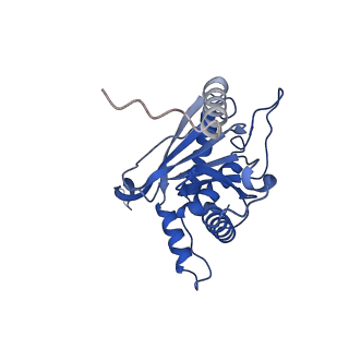 11270_6zlo_I_v1-2
E2 core of the fungal Pyruvate dehydrogenase complex with asymmetric interior PX30 component
