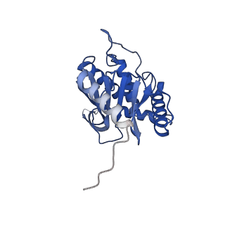 11270_6zlo_J_v1-2
E2 core of the fungal Pyruvate dehydrogenase complex with asymmetric interior PX30 component