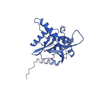 11270_6zlo_K_v1-2
E2 core of the fungal Pyruvate dehydrogenase complex with asymmetric interior PX30 component