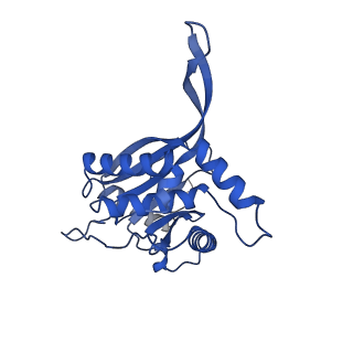11270_6zlo_LA_v1-2
E2 core of the fungal Pyruvate dehydrogenase complex with asymmetric interior PX30 component