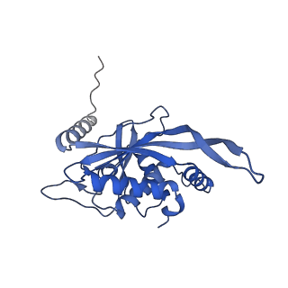 11270_6zlo_M_v1-2
E2 core of the fungal Pyruvate dehydrogenase complex with asymmetric interior PX30 component