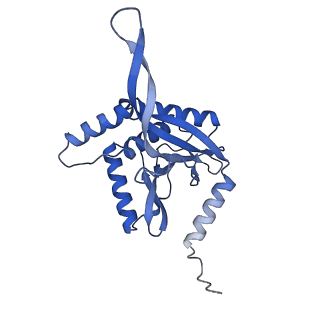 11270_6zlo_NA_v1-2
E2 core of the fungal Pyruvate dehydrogenase complex with asymmetric interior PX30 component