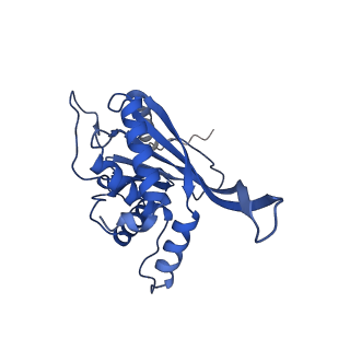 11270_6zlo_N_v1-2
E2 core of the fungal Pyruvate dehydrogenase complex with asymmetric interior PX30 component