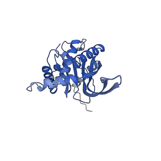 11270_6zlo_O_v1-2
E2 core of the fungal Pyruvate dehydrogenase complex with asymmetric interior PX30 component