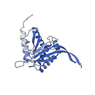 11270_6zlo_PA_v1-2
E2 core of the fungal Pyruvate dehydrogenase complex with asymmetric interior PX30 component