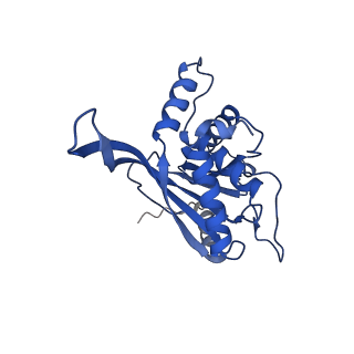 11270_6zlo_S_v1-2
E2 core of the fungal Pyruvate dehydrogenase complex with asymmetric interior PX30 component