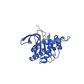 11270_6zlo_T_v1-2
E2 core of the fungal Pyruvate dehydrogenase complex with asymmetric interior PX30 component