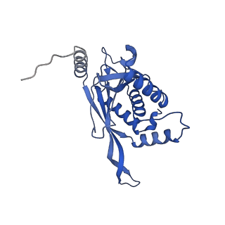 11270_6zlo_V_v1-2
E2 core of the fungal Pyruvate dehydrogenase complex with asymmetric interior PX30 component