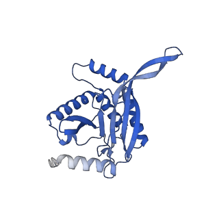 11270_6zlo_WA_v1-2
E2 core of the fungal Pyruvate dehydrogenase complex with asymmetric interior PX30 component